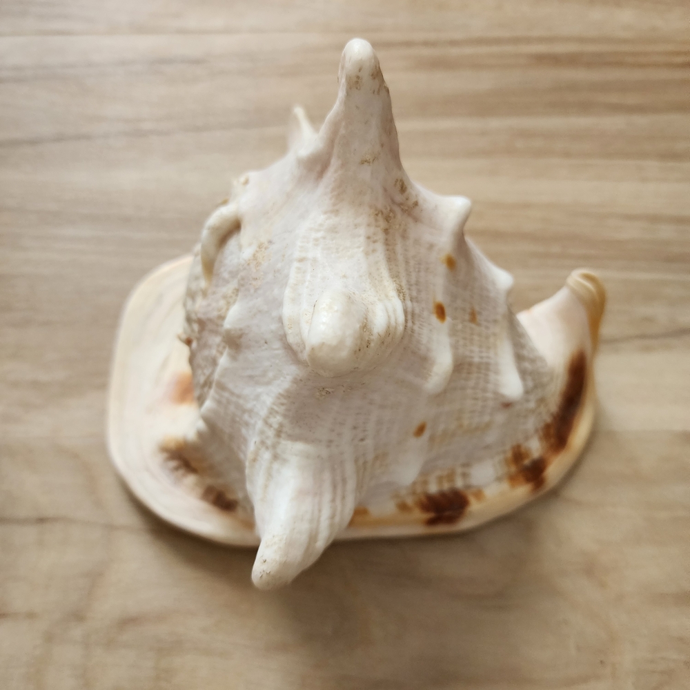Large White Spiked Conch Shell - Picture 2 of 6